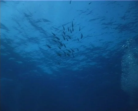 Fishes and bubbles (D205) 動画素材 150556