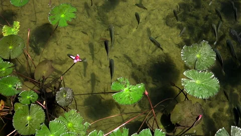 Fishes and flower 库存影片 151027208
