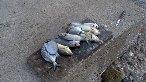 Fishes and knife at the seaside Vidéo 80788284