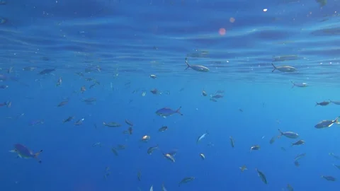 Fishes and reflections on the surface of the sea at calm weather, underwater Stock Footage 295001161