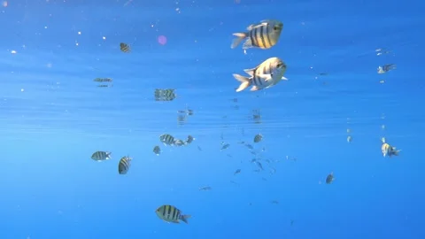 Fishes and reflections on the surface of the sea at calm weather, underwater Stock Footage 295030761