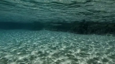 Fishes and sandy waves on the bottom Stock Footage 81813852