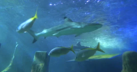 Fishes and sharks Stock Footage 67128650