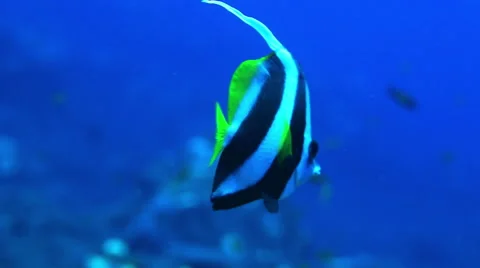 Fishes in Andaman Islands Video stock 46557486