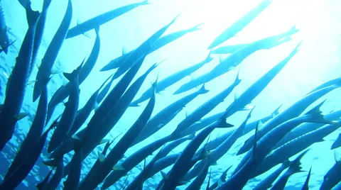 Fishes in the Andaman Sea Video stock 46334433