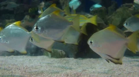 Fishes in an aquarium Stock Footage 10202031