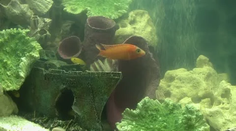 Fishes in aquarium Video stock 11811473