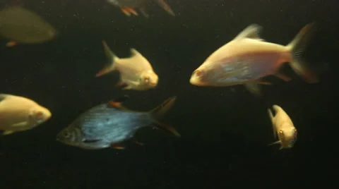 Fishes in aquarium. Stock Footage 36467084