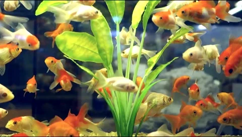 Fishes in an Aquarium Stock Footage 44904746