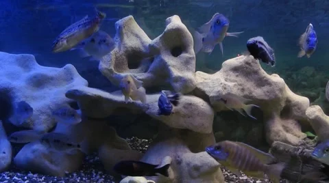 Fishes in Aquarium Stock Footage 51704606