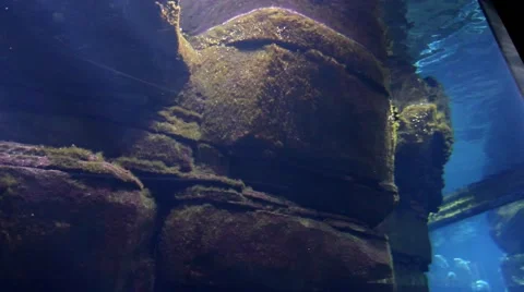 Fishes in an aquarium Stock Footage 61179730