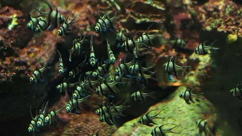 Fishes Aquarium Stock Footage 73936122