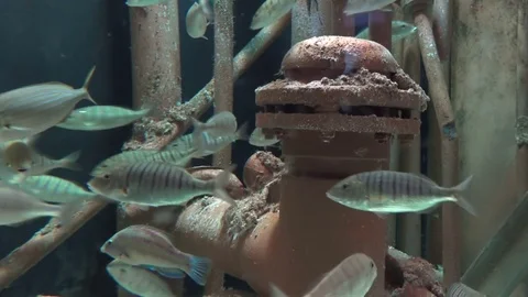Fishes in the aquarium Stock Footage 75272670