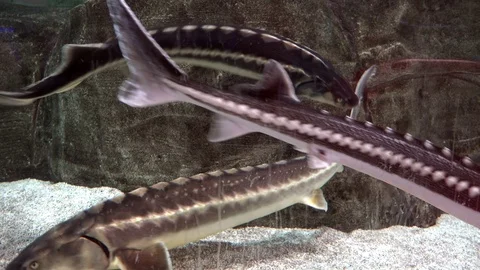 Fishes in the aquarium Video stock 75597141