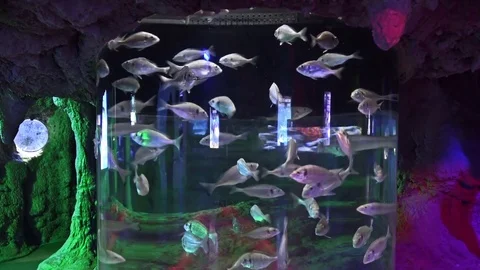 Fishes in the aquarium Stock Footage 78202379