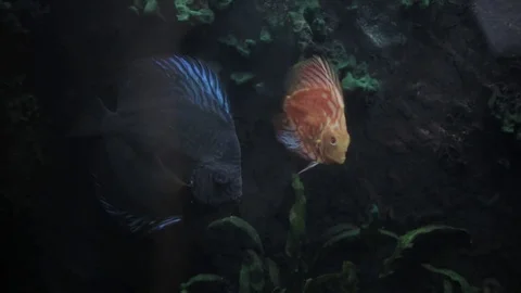 Fishes in aquarium 動画素材 83625727