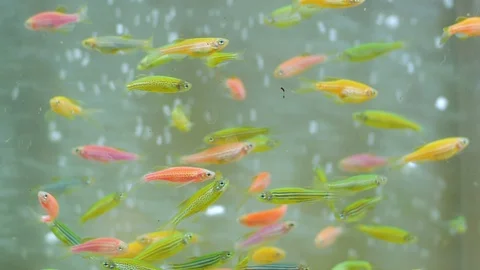 Fishes in aquarium Stock Footage 122451384