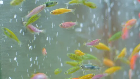 Fishes in aquarium Stock Footage 122451393