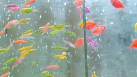 Fishes in aquarium Stock Footage 122451401