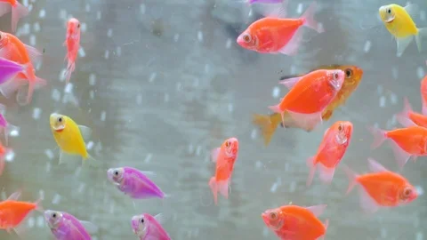 Fishes in aquarium Stock Footage 122451413