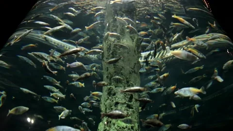 Fishes in aquarium Stock Footage 150037568