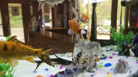 Fishes in aquarium Stock Footage 238745260