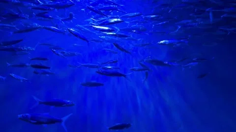 Fishes in aquarium Stock Footage 297846240