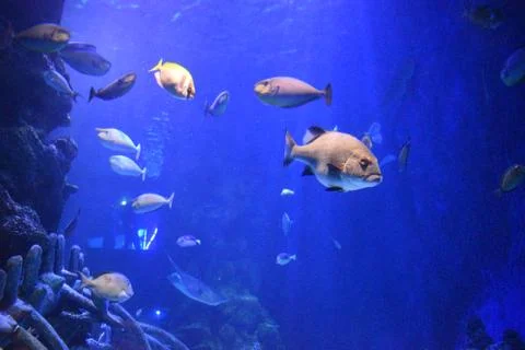 Fishes in aquarium Stock Photos