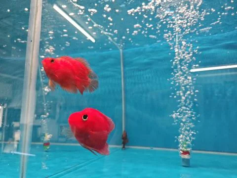 Fishes in the aquarium Stock Photos