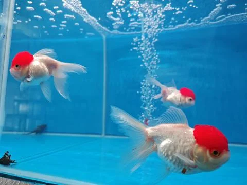 Fishes in the aquarium Stock Photos