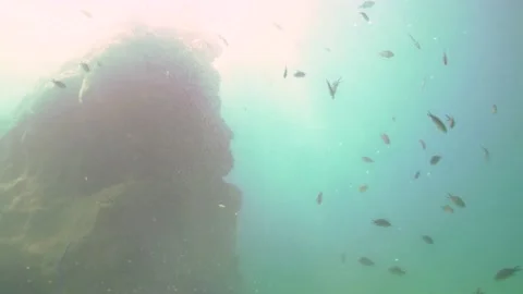 Fishes Are Feeding While Sunlight Illuminates Underwater Stock Footage 144935620