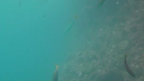 Fishes Are Going Deeper Down Under Sea Stock Footage 144989339