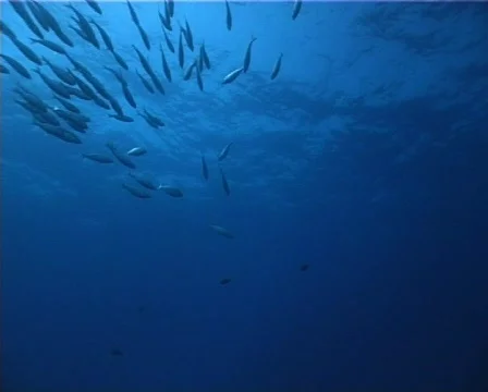 Fishes back-light  (D190) 動画素材 148240