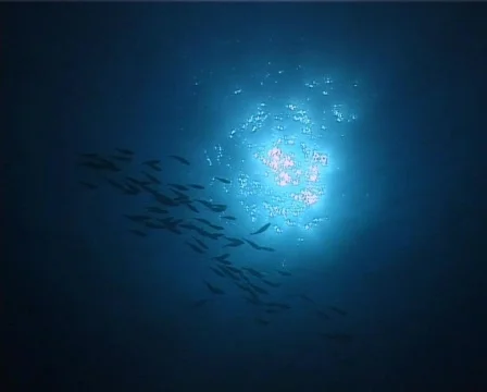 Fishes back-light  (D191) 動画素材 150515