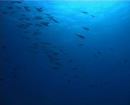 Fishes back-light  (D192) 動画素材 150520