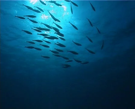 Fishes back-light  (D202) 動画素材 148344
