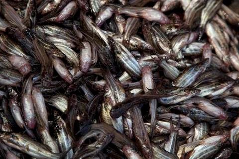 Fishes background Stock-Fotos