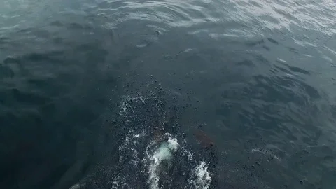 Fishes being fed underwater Video stock 80209833