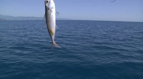 Fishes being pulled out of the water Stock Footage 37746404