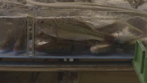 Fishes being removed with the net from fish tank Stock Footage 73698260