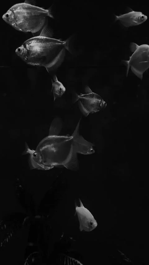 Fishes in BNW, Vertical 스톡 동영상 280254330