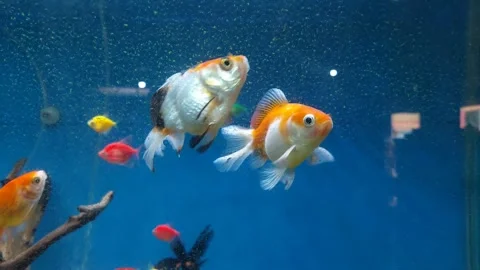 Fishes Breathing until Dark Video stock 284335343