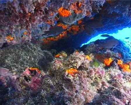 Fishes (C089) Video stock 103983