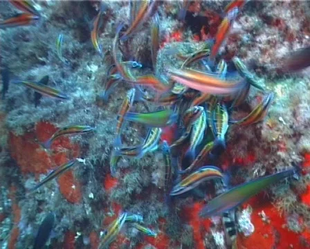 Fishes  (C133) 動画素材 104708