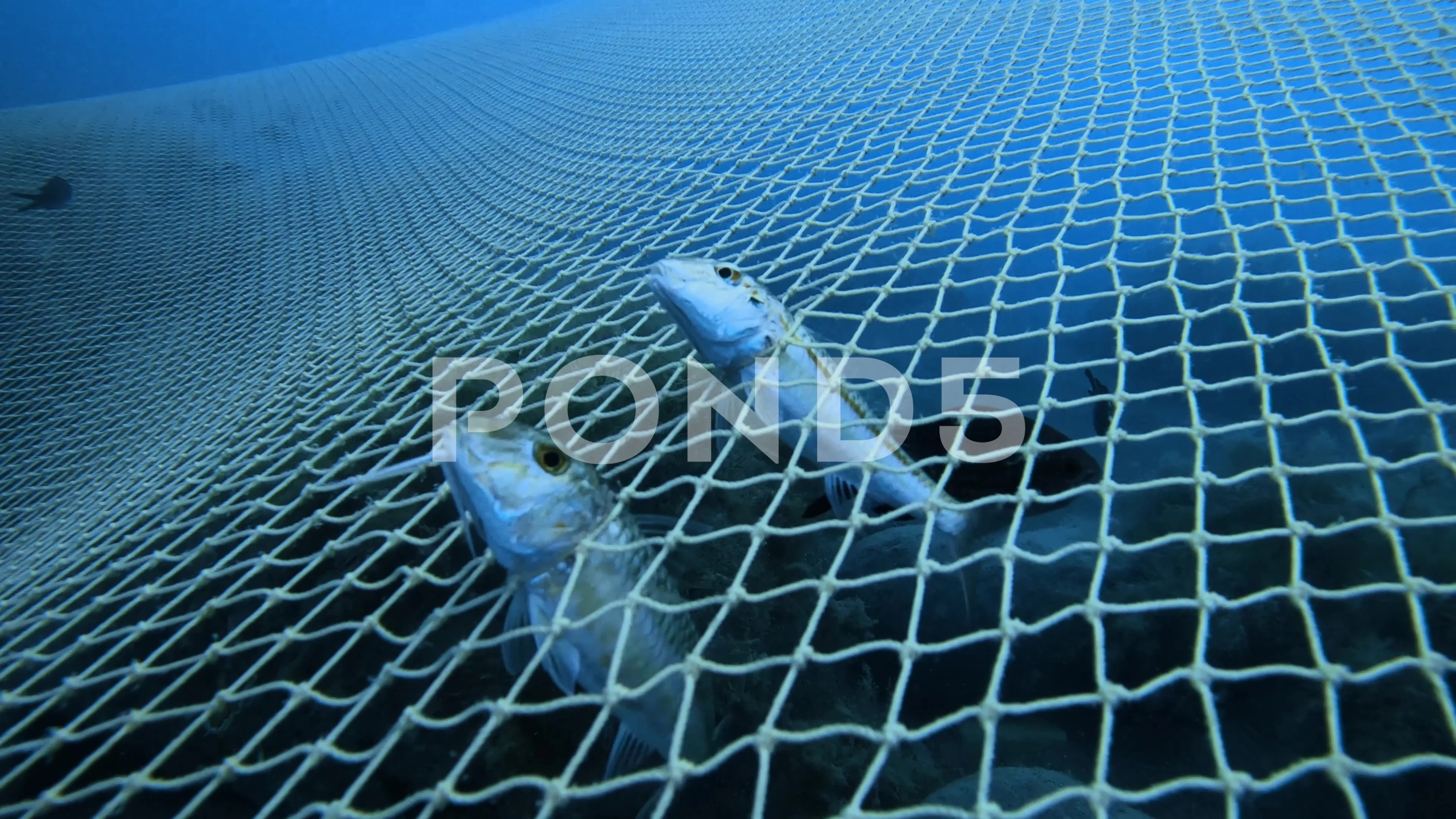 Fishes caught in a fishing net underwate, Stock Video