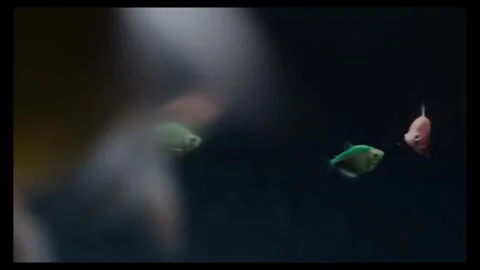 Fishes in Cinematic Dark Stock Footage 284333993