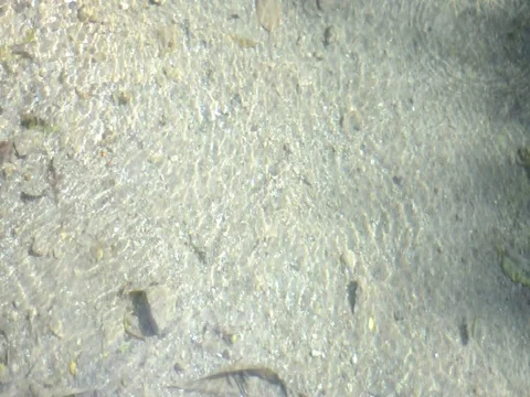 Fishes in the clean water Stock Footage 101052063