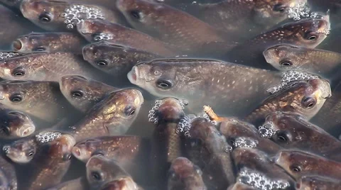 Fishes, close Video stock 42914217