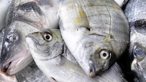 Fishes Closeup Fish 4k Stock Footage 77251326