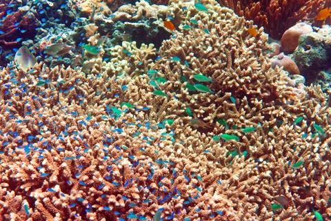 Fishes in corals. Stock Photos